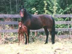 welcomeranch.com Corleen