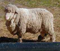 sheep101.info Cormos