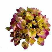 healthyhomegardening.com Cornales