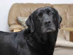 thepawblog.com Corneal