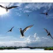 fotoblur.com Corneanu