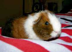 gotsmallanimalsonline.com Corneilius