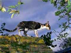 pats-pets.de Cornias