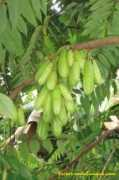 tresor-martinique.com Cornichon