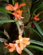 Cornute