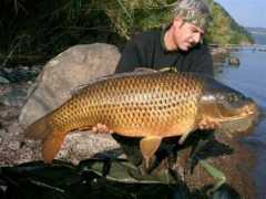 carponline.it Coroi