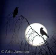 Corone