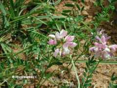 botanical-online.com Coronilla