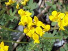 botanic.jp Coronilla