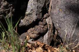 fieldherpforum.com Correcamino