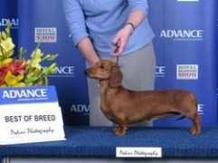dogzonline.com.au Corrienne