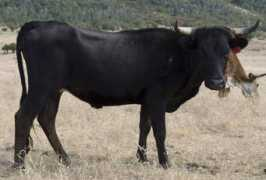 sevenbrothersranch.com Corriente
