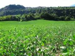 Cortale