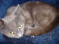 norwalkvet.com Cortea