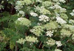asianflora.com Cortia