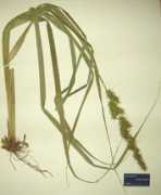 calhouncountyherbarium.org Corvi