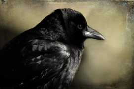 fineartamerica.com Corvidae