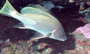 vannacalzature.it Corvina