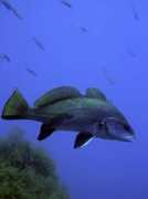 fotonatura.org Corvina