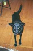 corvis.catell.us Corvis