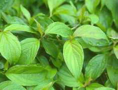 oregonstate.edu Cosek