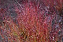 oregonstate.edu Cosek