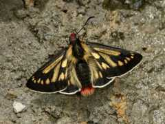 learnaboutbutterflies.com Cosinga