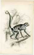 darvillsrareprints.com Cosita