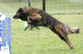 Cosky