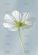 zoonar.com Cosmea