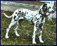 dalmatiner-zwergschnauzer.de Cosmee