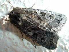 insectsofalberta.com Cosmia