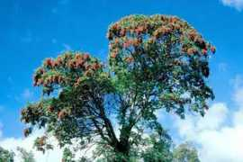 etiopiamagica.it Cosso