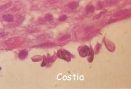 koicarp.net Costia