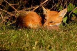 fineartamerica.com Costina