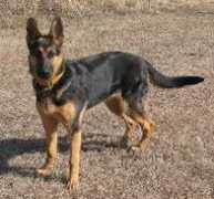 ceyworkingshepherds.com Cotia