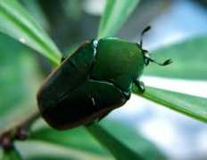 flower-beetles.com Cotin