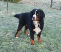 bernois-saint-roc.com Cotine