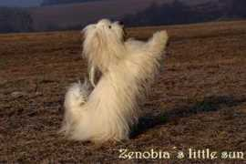 Coton