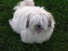 Coton