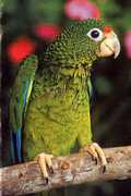 caribbeanspot.com Cotora