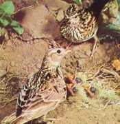 portalsaofrancisco.com.br Cotovia