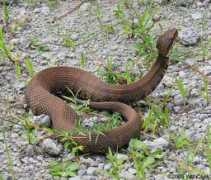 carolinanature.com Cottonmouth