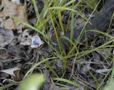 biosurvey.ou.edu Cottonmouth