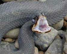 factzoo.com Cottonmouth