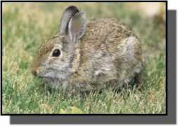 gpnc.org Cottontail