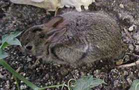 wildflowers.jdcc.edu Cottontail