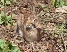 mythfolklore.net Cottontail