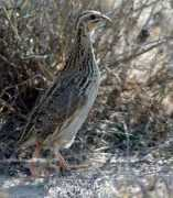 Coturnix