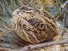 Coturnix